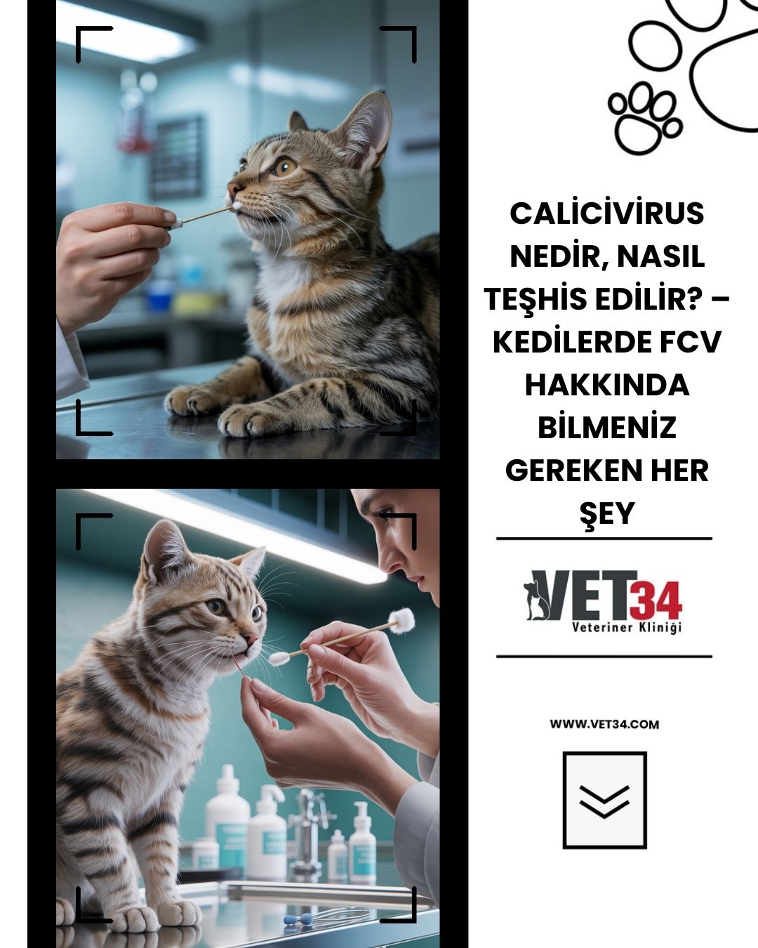 Calicivirus Nedir, Nasıl Teşhis Edilir? – Kedilerde FCV Hakkında Bilmeniz Gereken Her Şey