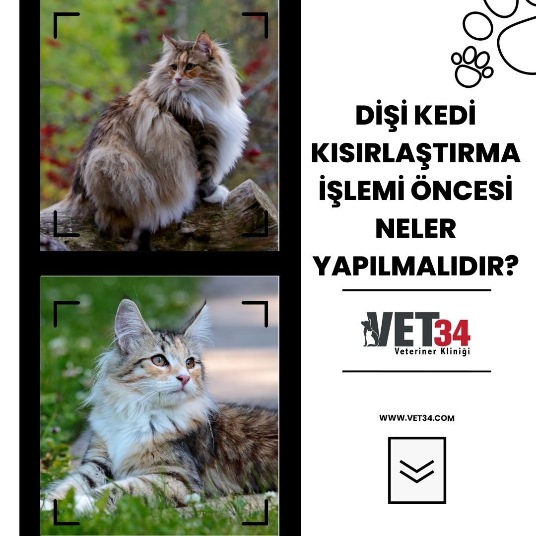 Dişi Kedi Kısırlaştırma İşlemi Öncesi Neler Yapılmalıdır? Dişi Kedi Kısırlaştırma İşlemi Öncesi Neler Yapılmalıdır?