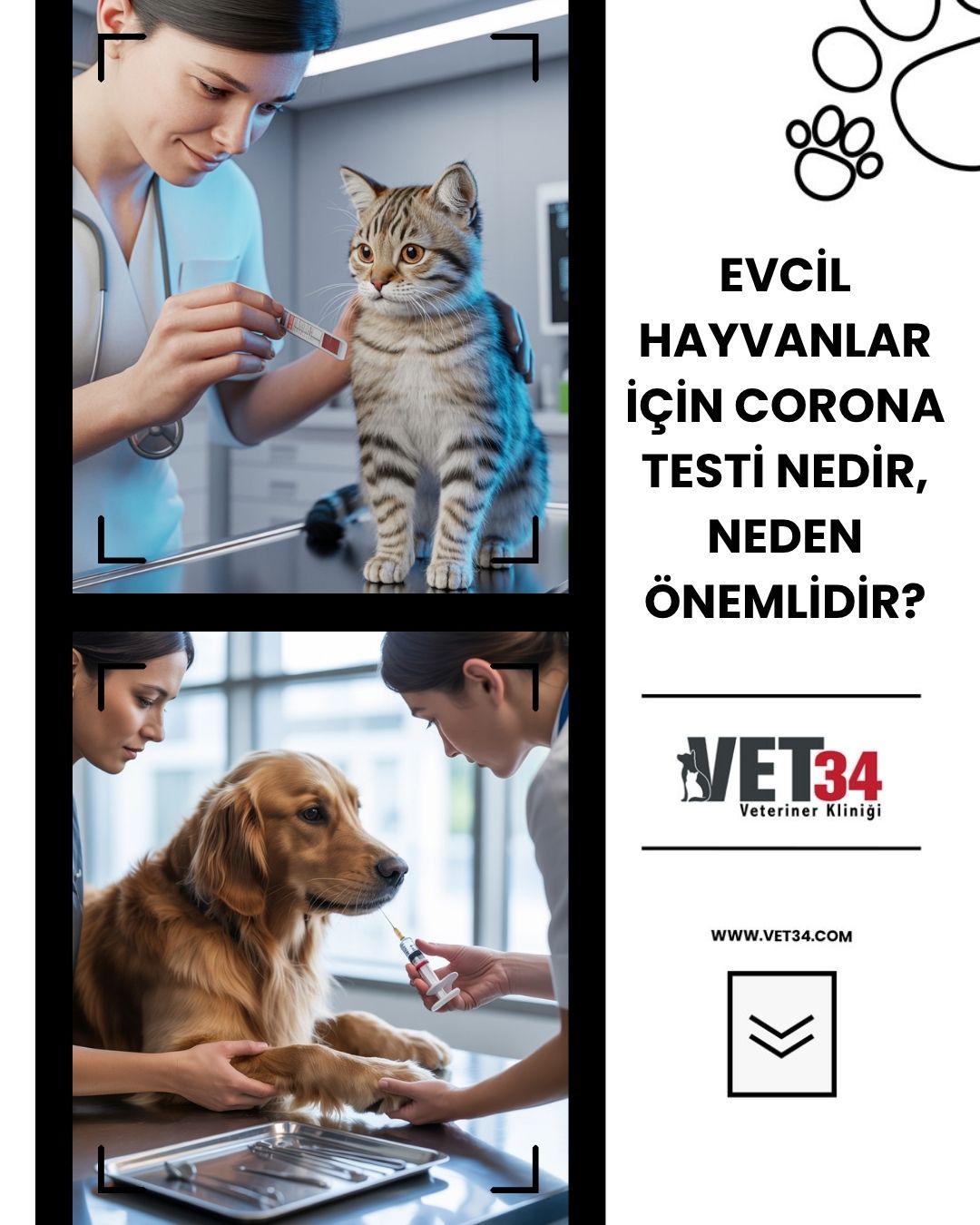 Evcil Hayvanlar İçin Corona Testi Nedir, Neden Önemlidir?