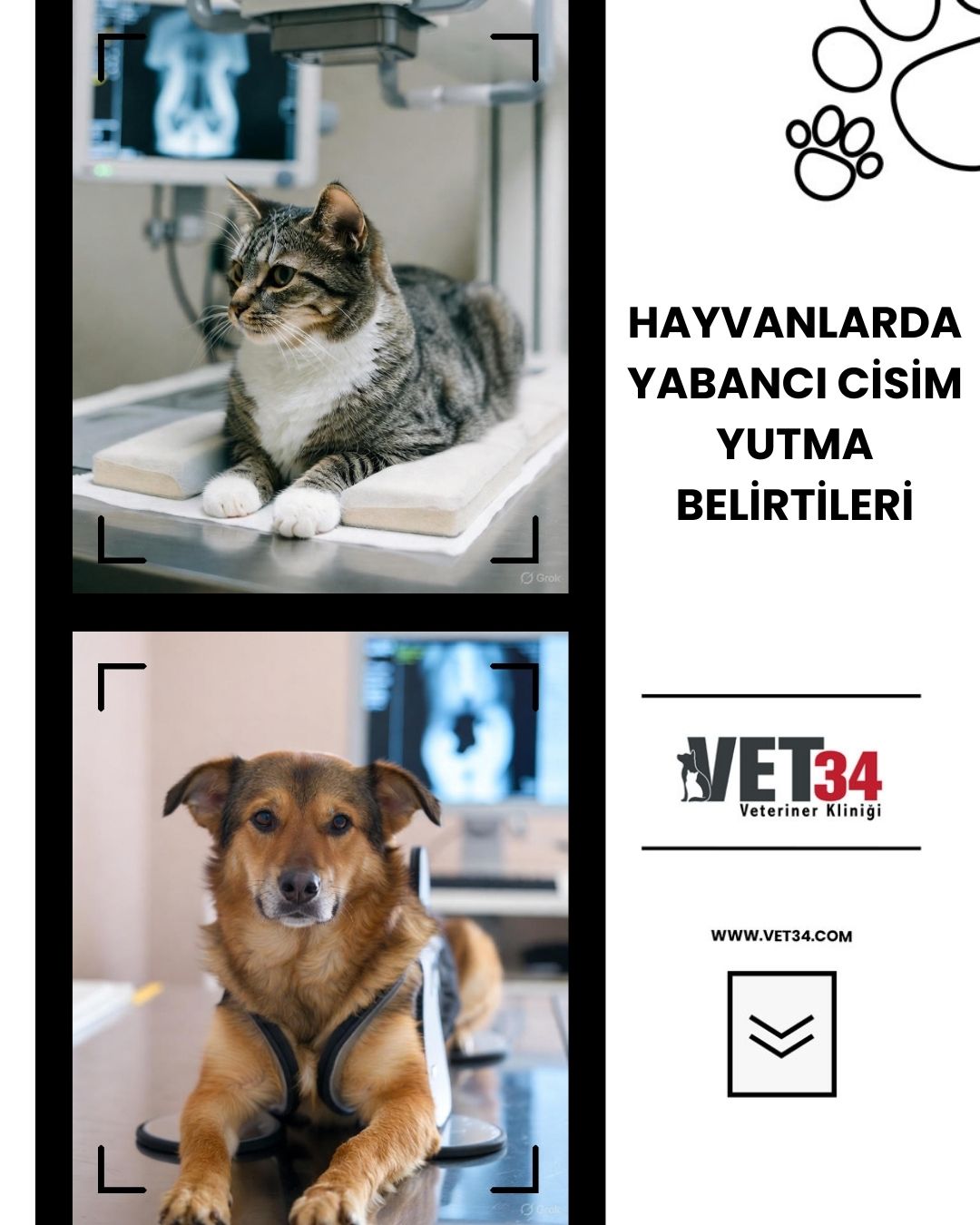 Hayvanlarda Yabancı Cisim Yutma Belirtileri