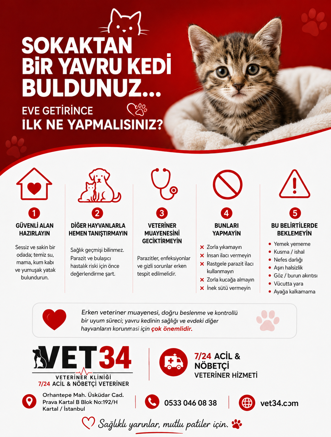 SOKAKTAN BİR YAVRU KEDİ BULDUNUZ… PEKİ EVE GETİRİNCE İLK NE YAPMALISINIZ?