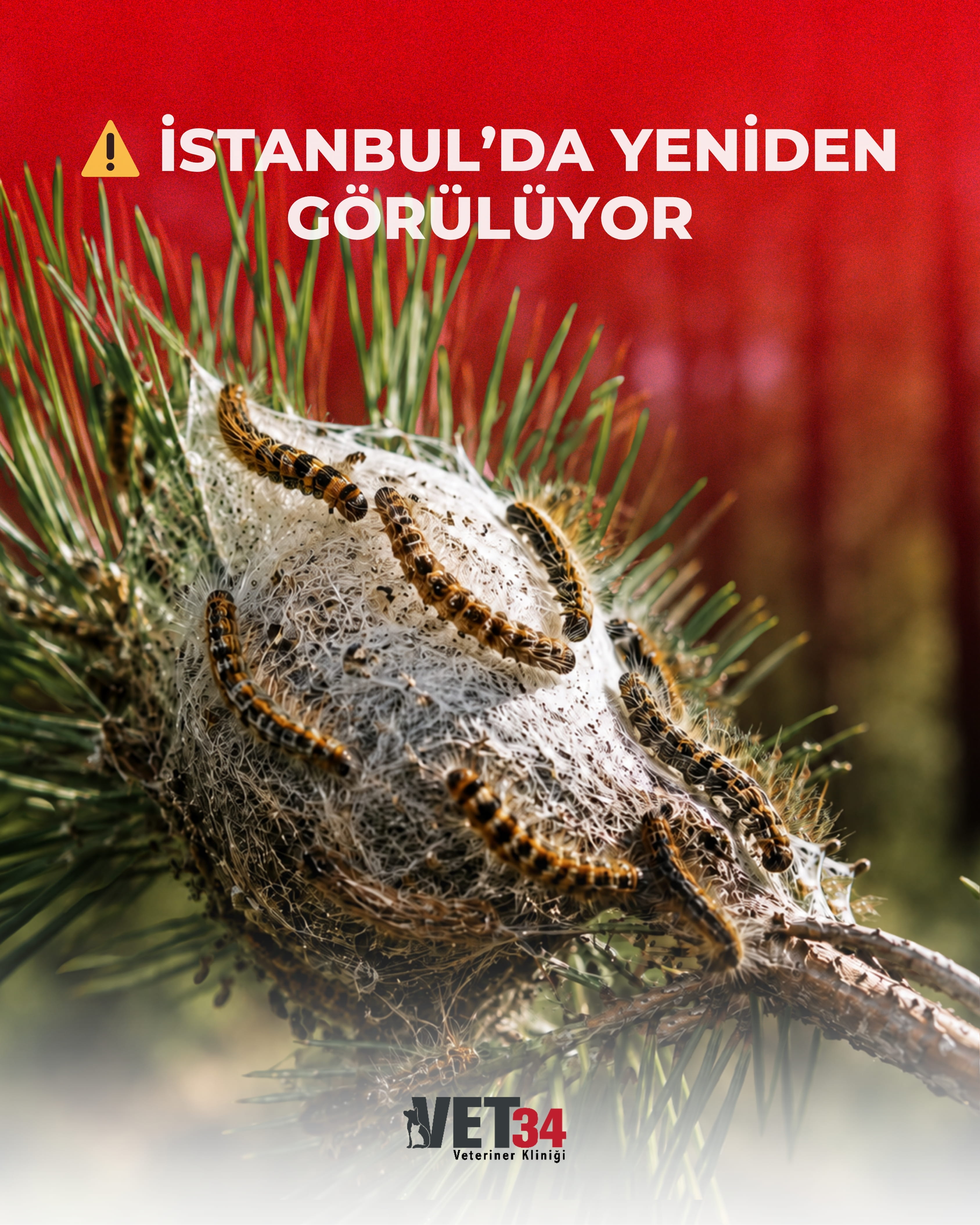 Çam Kese Böceği Kedi ve Köpekleri Nasıl Etkiler?