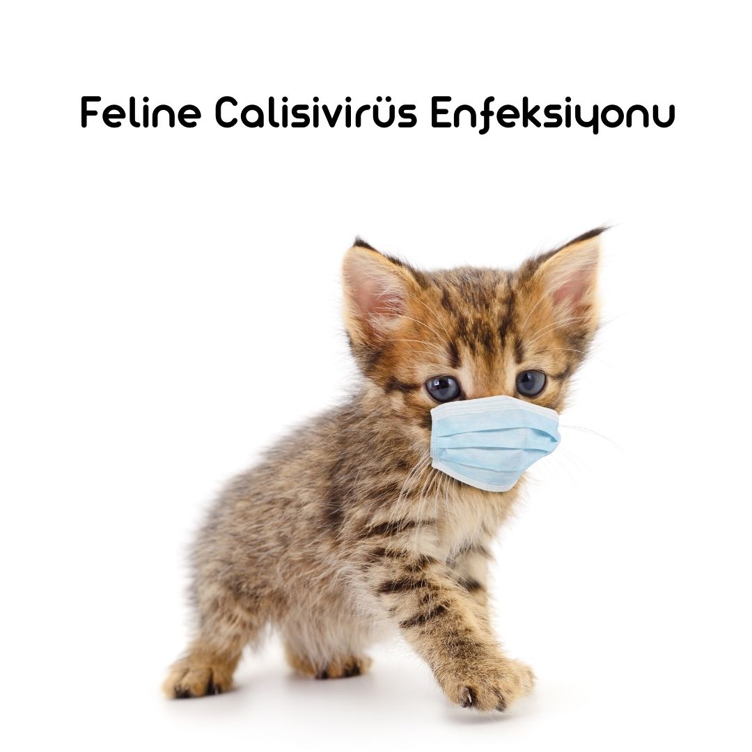 Feline Calisivirüs Enfeksiyonu (FCV)