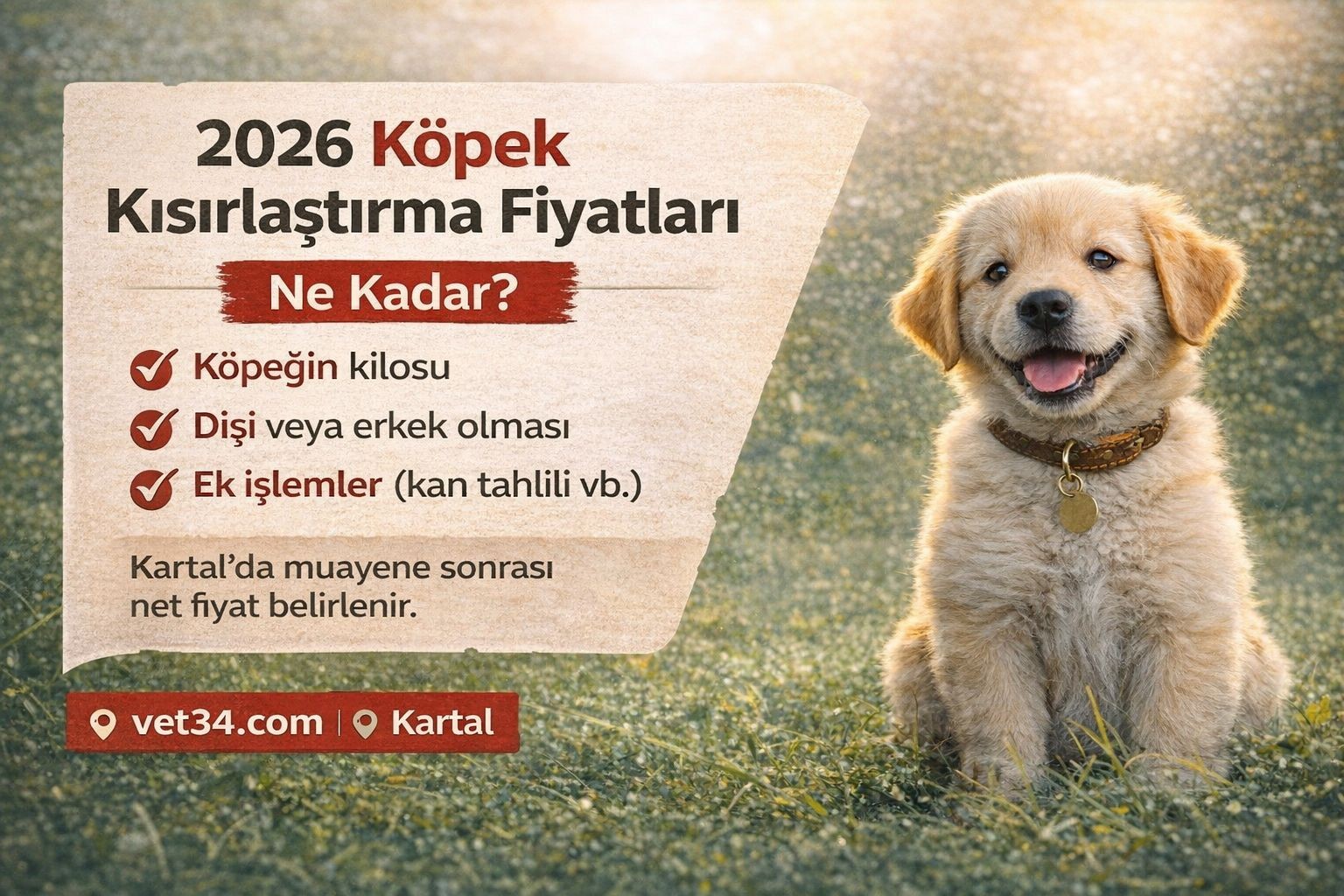 2026 Köpek Kısırlaştırma Fiyatları | Kartal Veteriner Rehberi