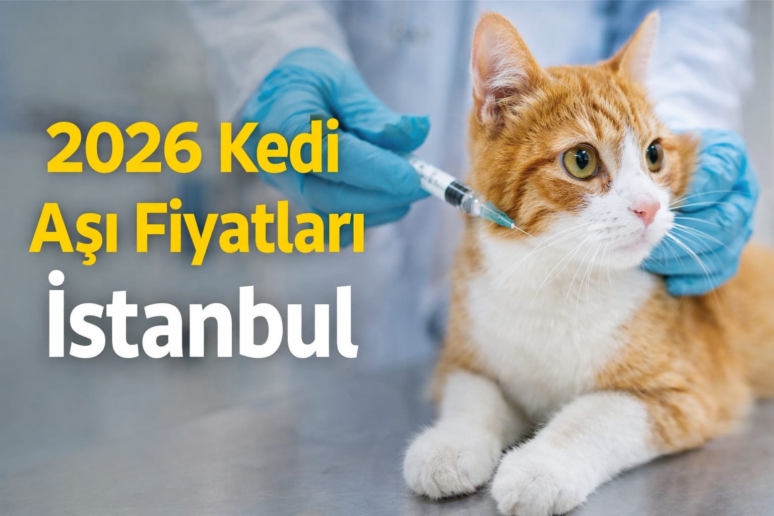  2026 Kedi Aşı Fiyatları (İstanbul Güncel)