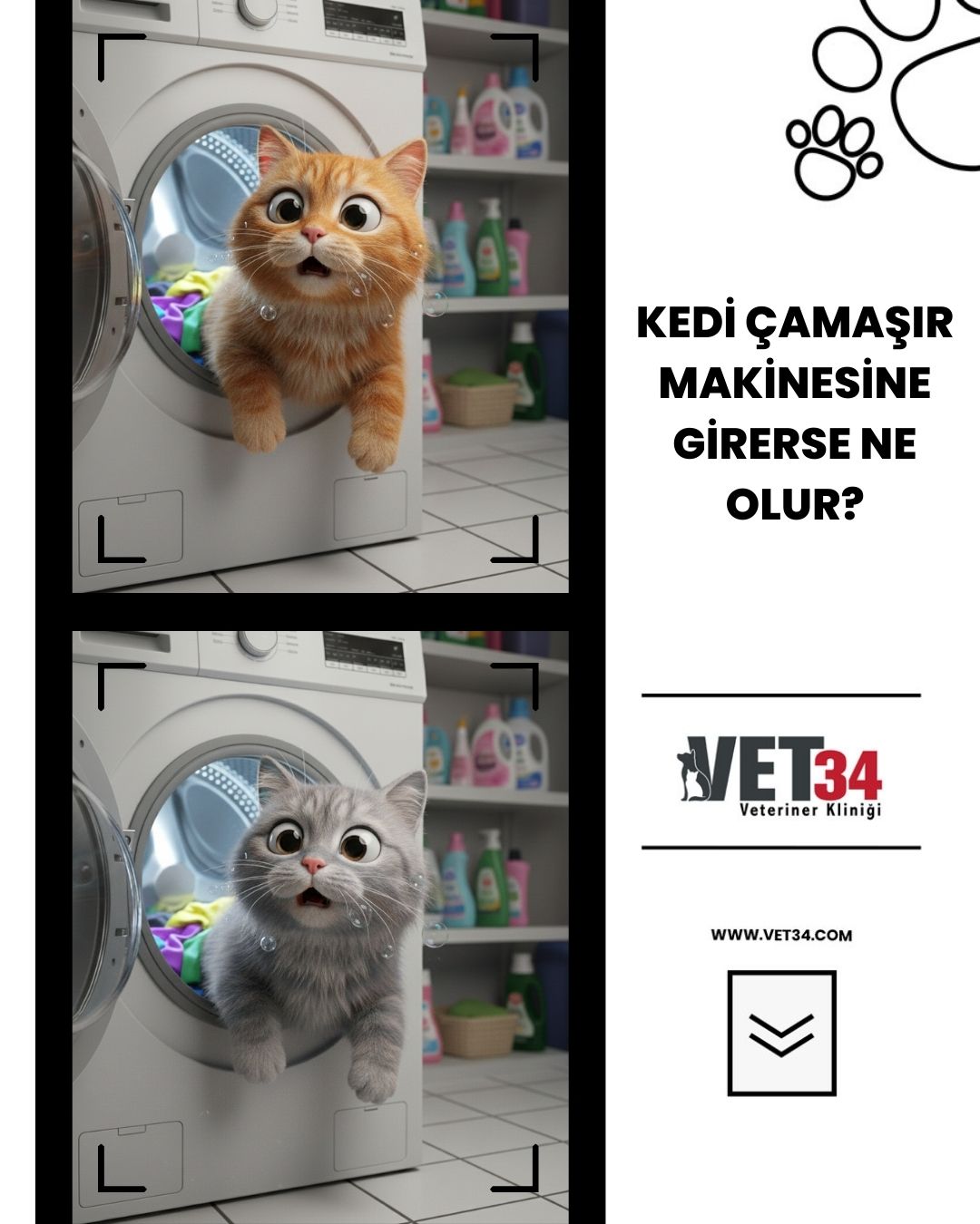 Kedi Çamaşır Makinesine Girerse Ne Olur?