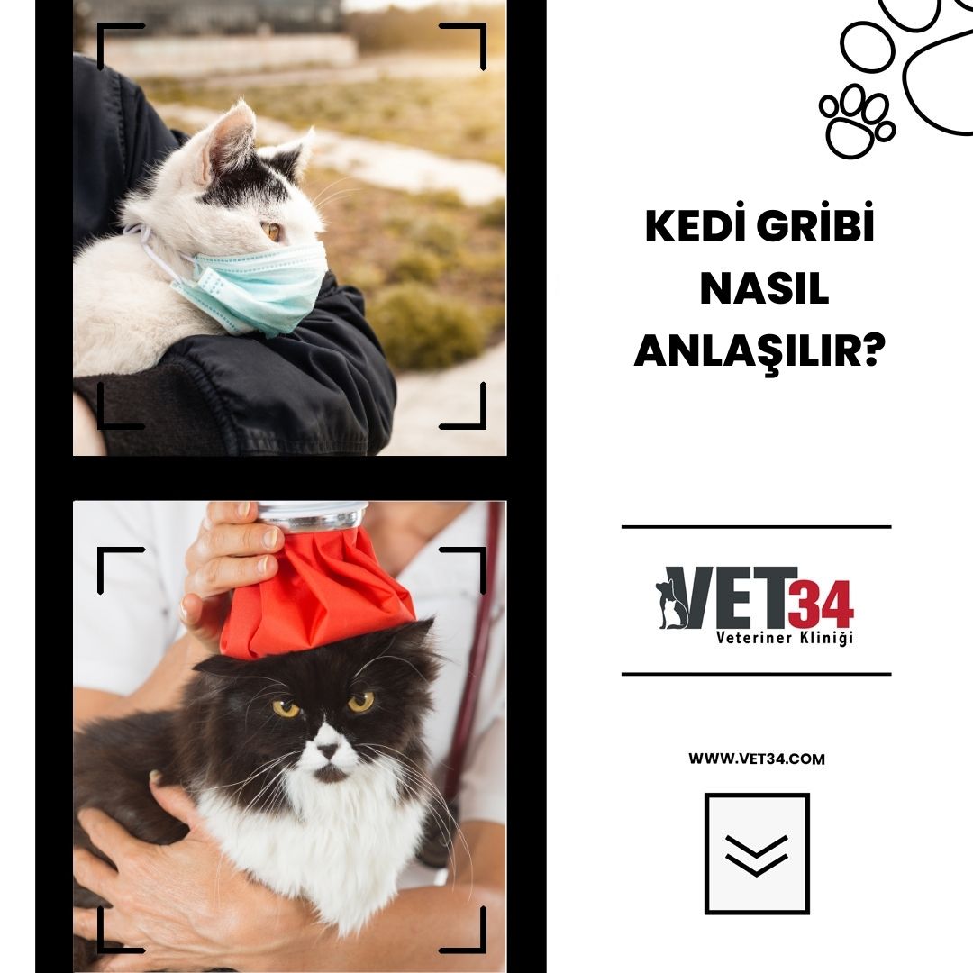 Kedi Gribi Nasıl Anlaşılır? 