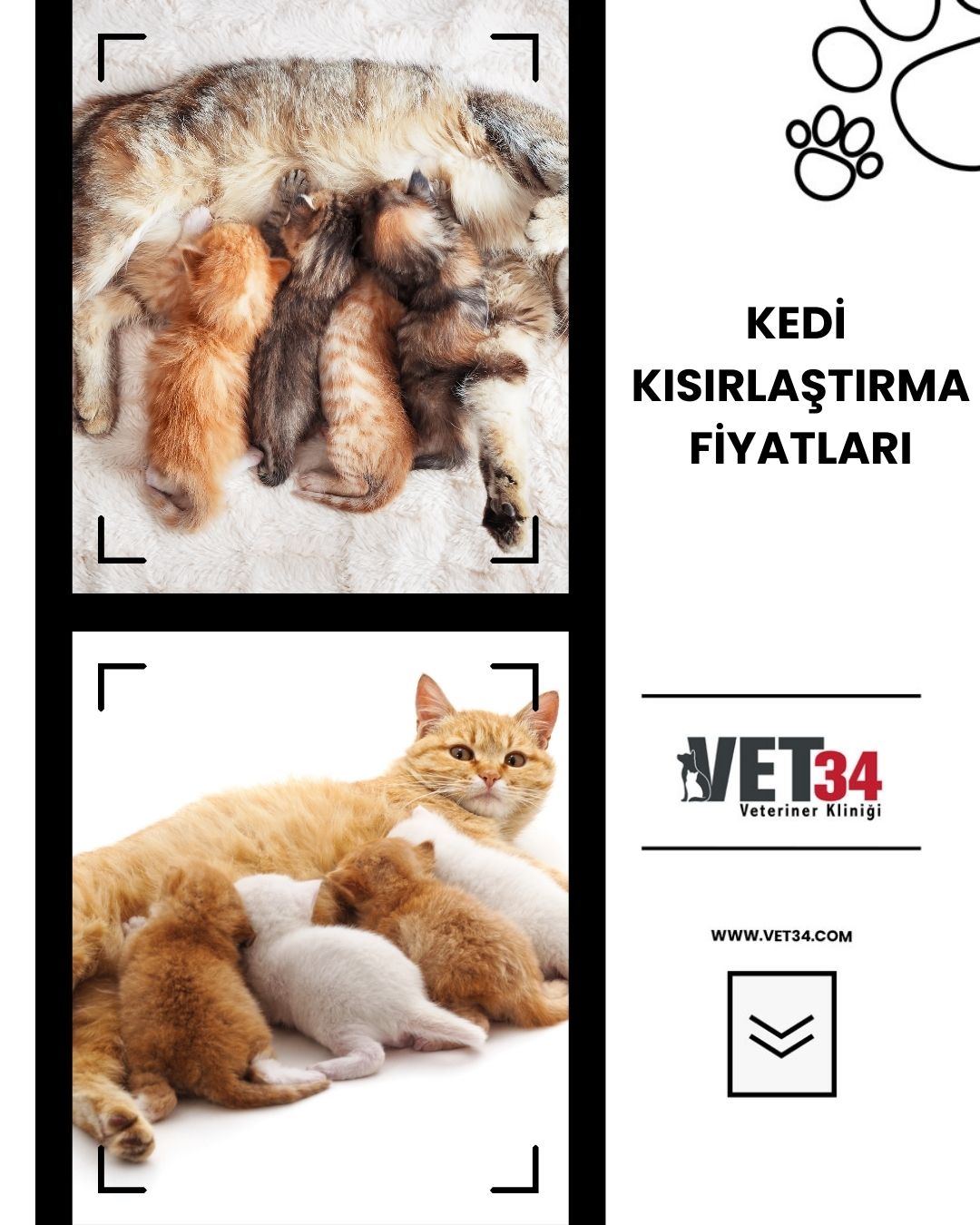 Kedi Kısırlaştırma Fiyatları 2025