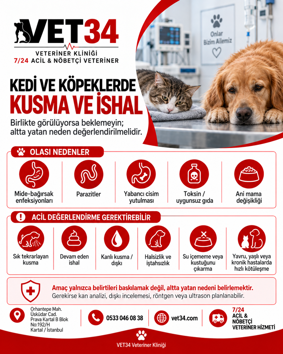 Kedi ve Köpeklerde Kusma ve İshal: Ne Zaman Veterinere Gidilmeli?