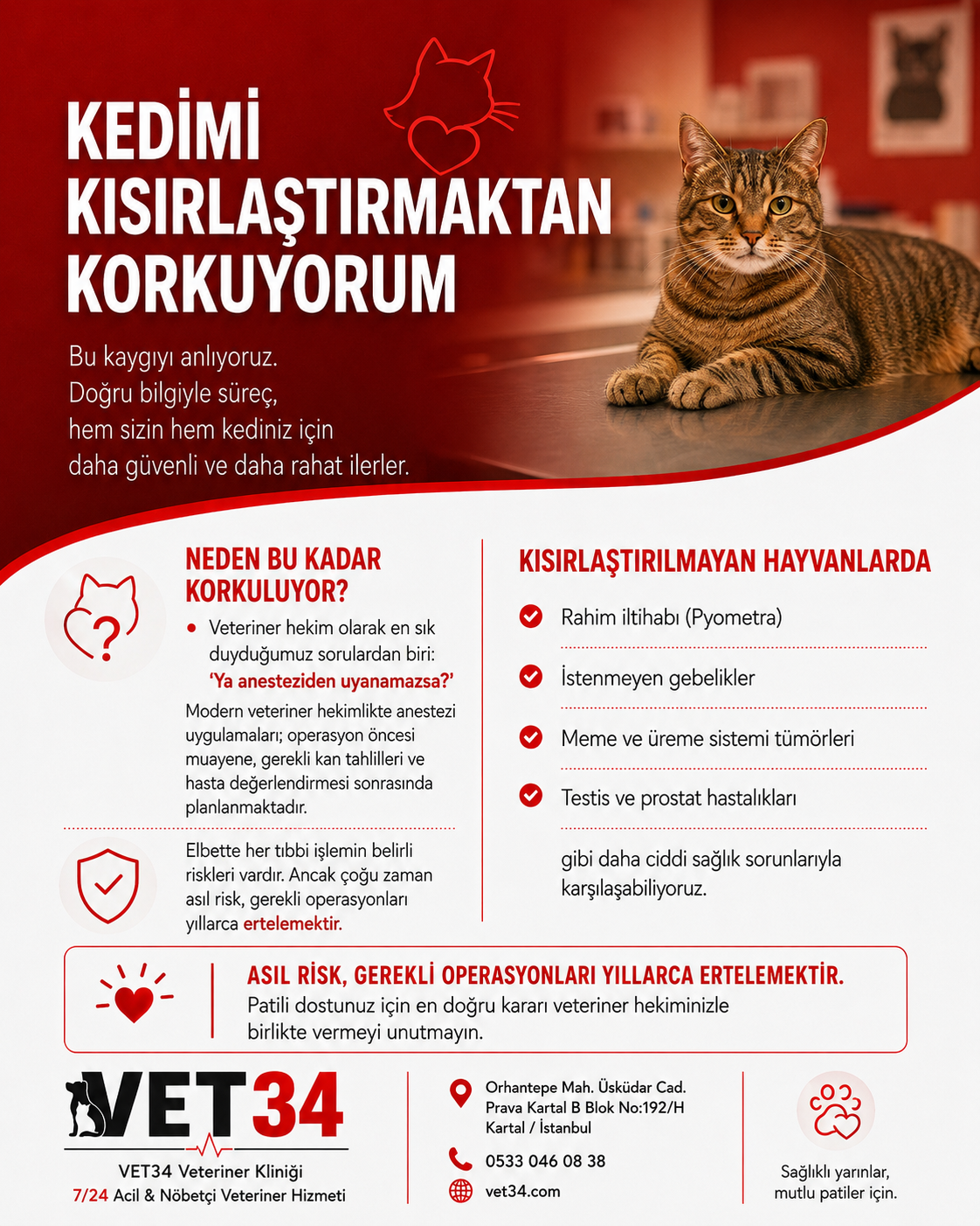 Kedimi Kısırlaştırmaktan Korkuyorum: Anestezi Riski mi Daha Büyük?