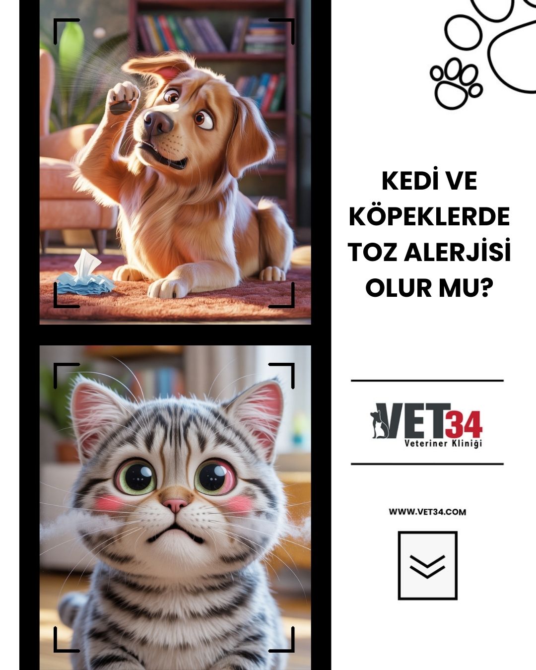Kedi ve Köpeklerde Toz Alerjisi Olur mu?