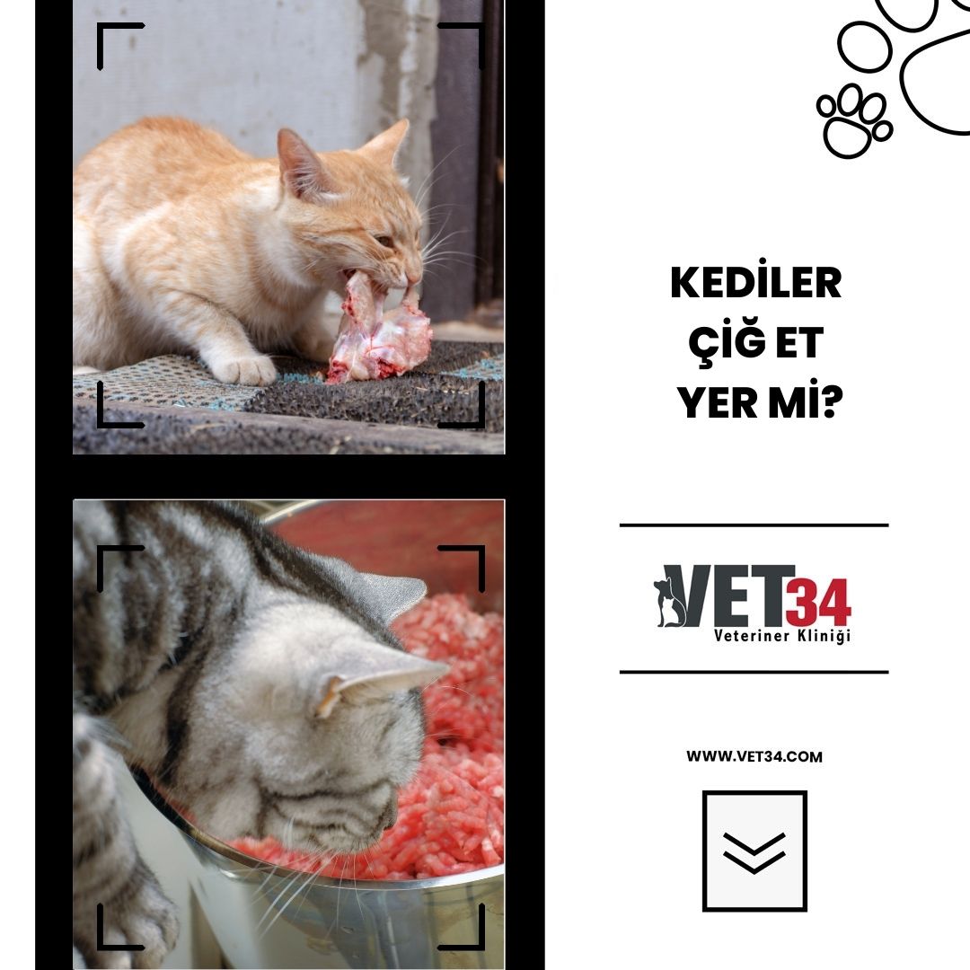 Kediler Çiğ Et Yer mi?