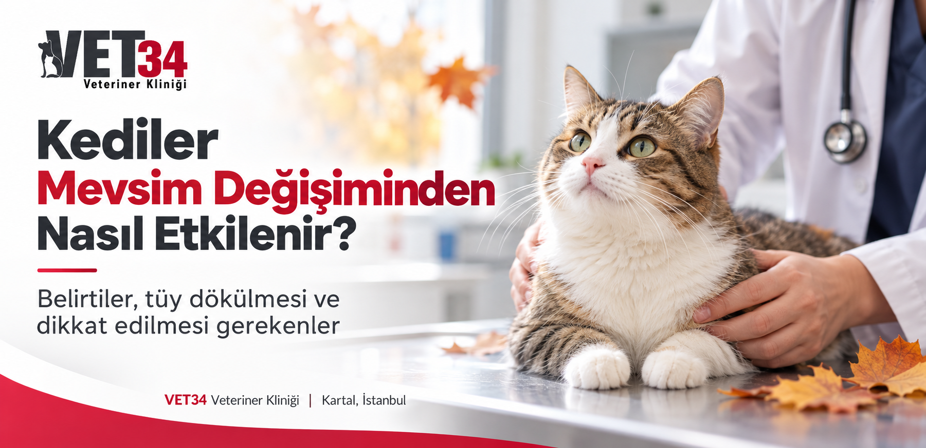 Kediler Mevsim Değişiminden Nasıl Etkilenir? | VET34 Veteriner Kliniği