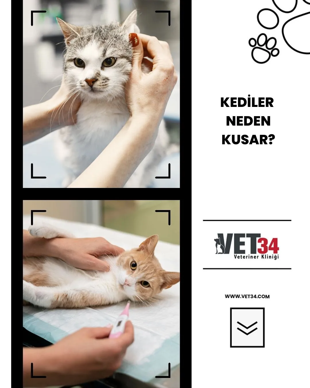 Kediler Neden Kusar?