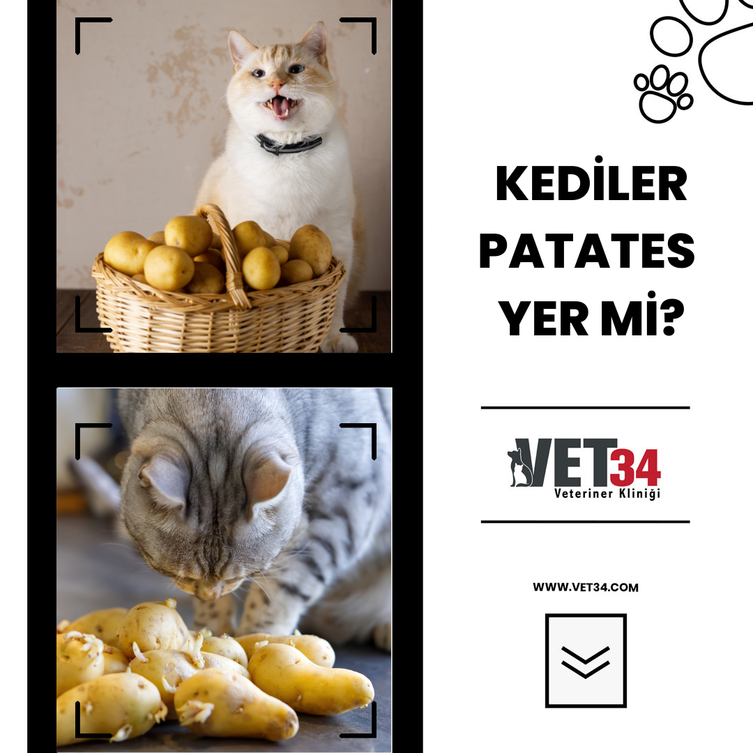Kediler Patates Yer mi?
