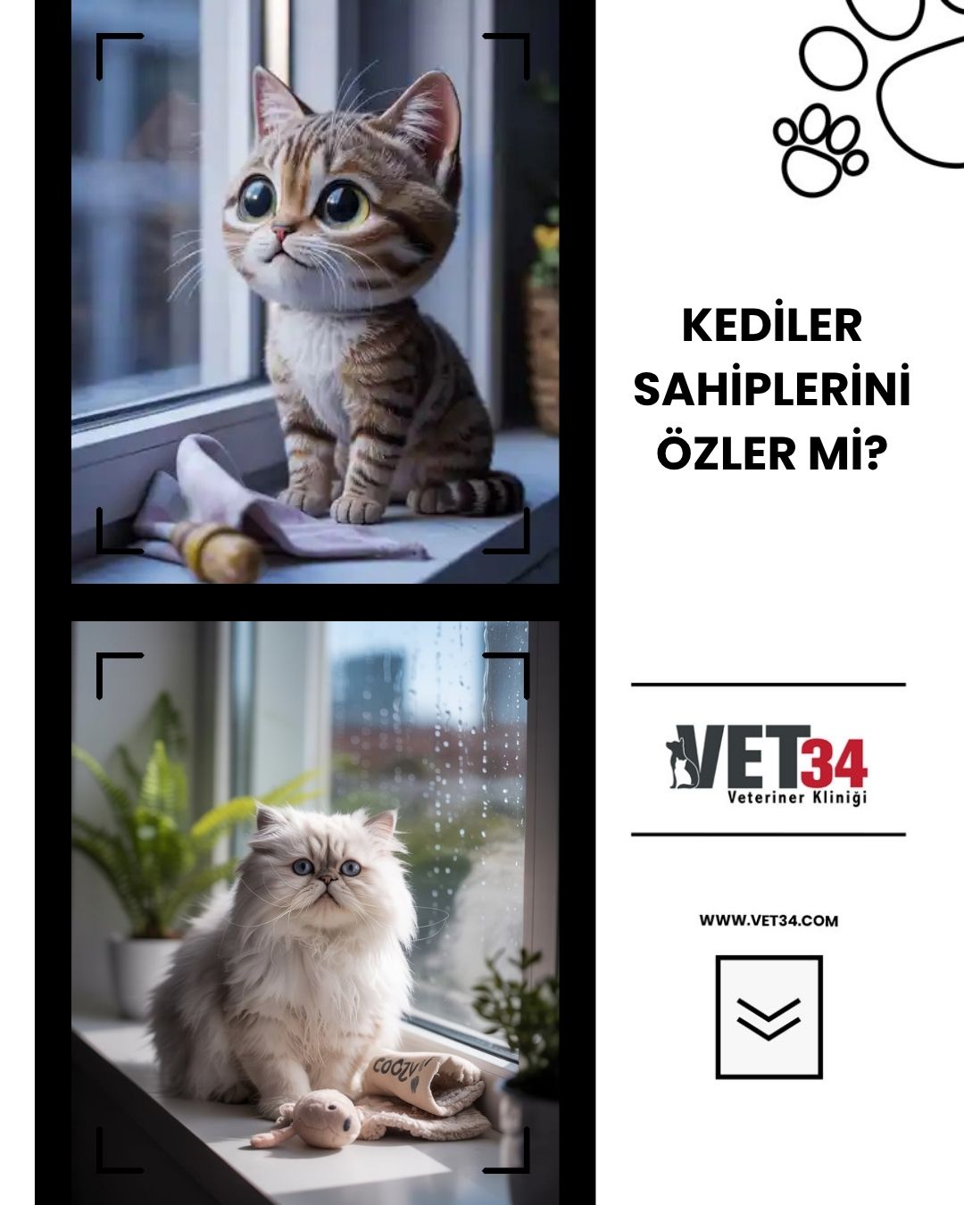 Kediler Sahiplerini Özler mi?