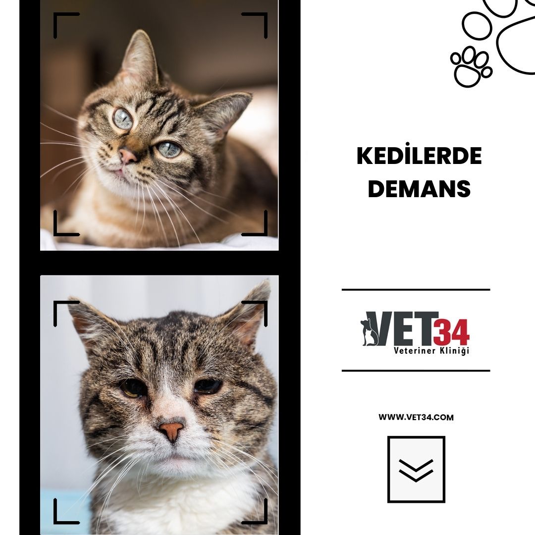 Kedilerde Demans