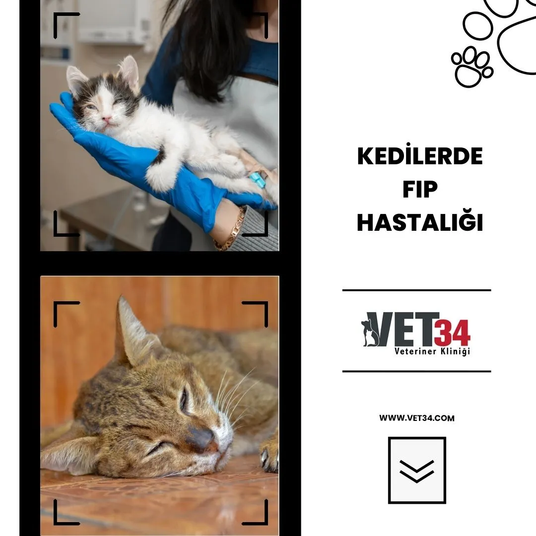 Kedilerde FIP Hastalığı: Belirtileri, Nedenleri ve Tedavisi