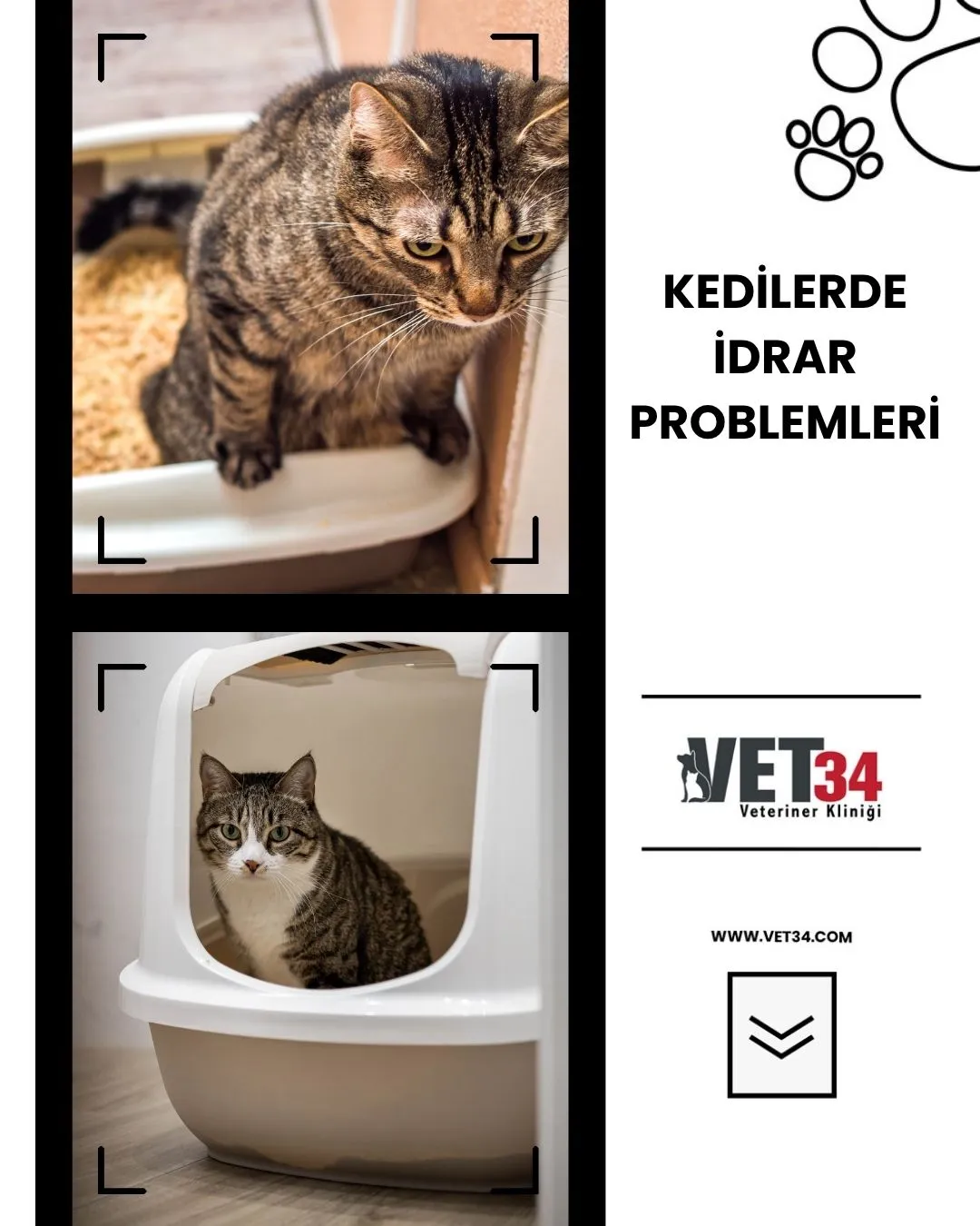 Kedilerde İdrar Problemleri ve Acil Müdahalenin Önemi