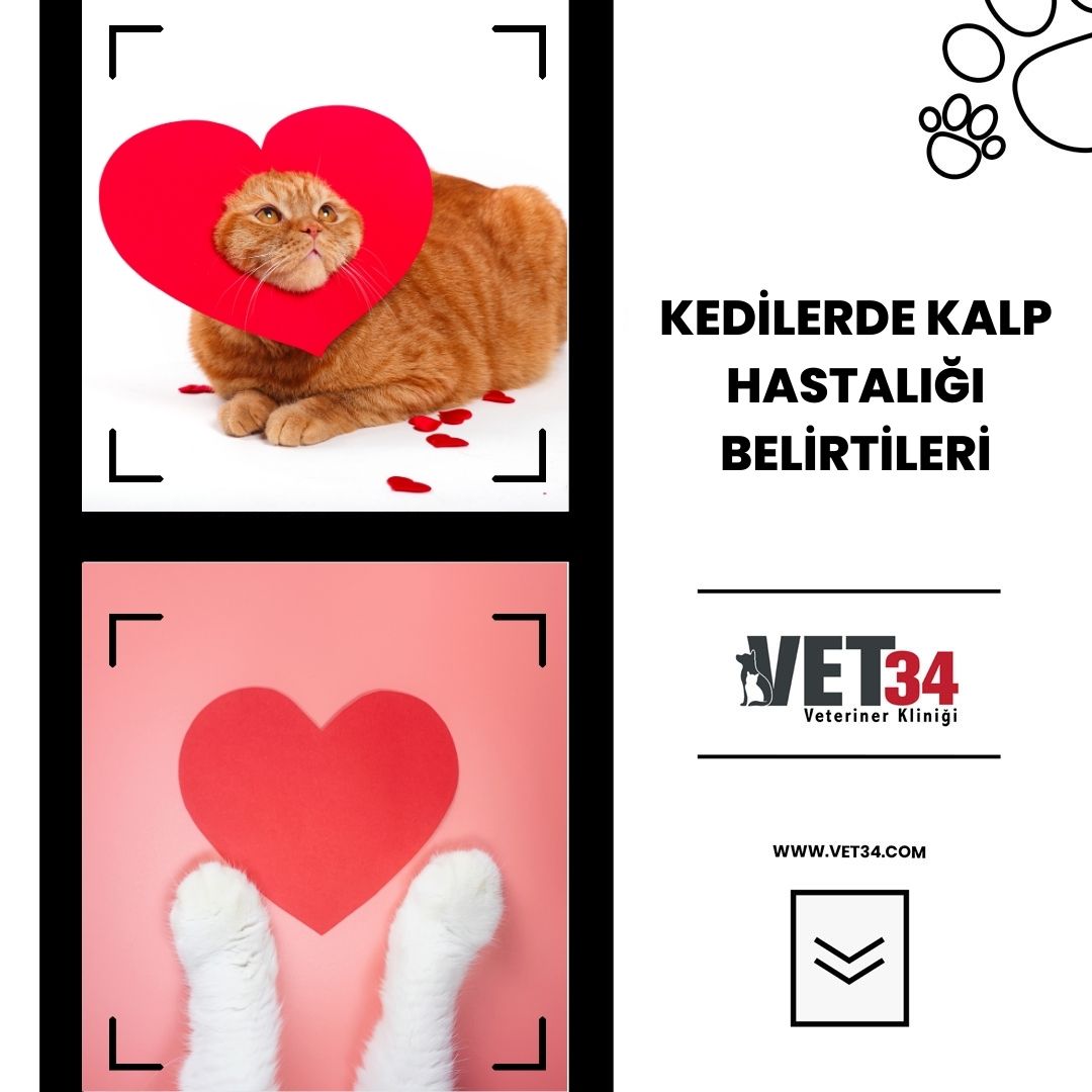 Kedilerde Kalp Hastalığı Belirtileri