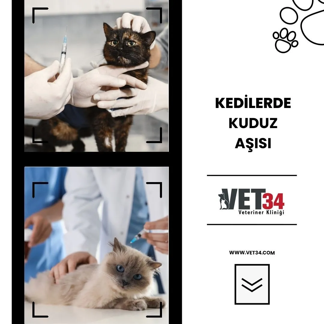 Kedilerde Kuduz Aşısı 