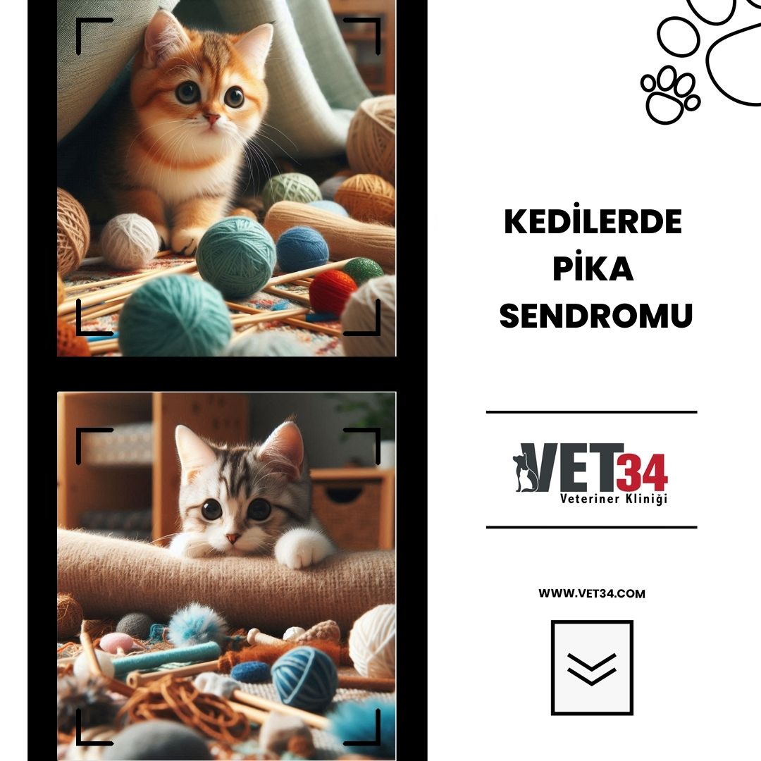 Kedilerde Pika Sendromu