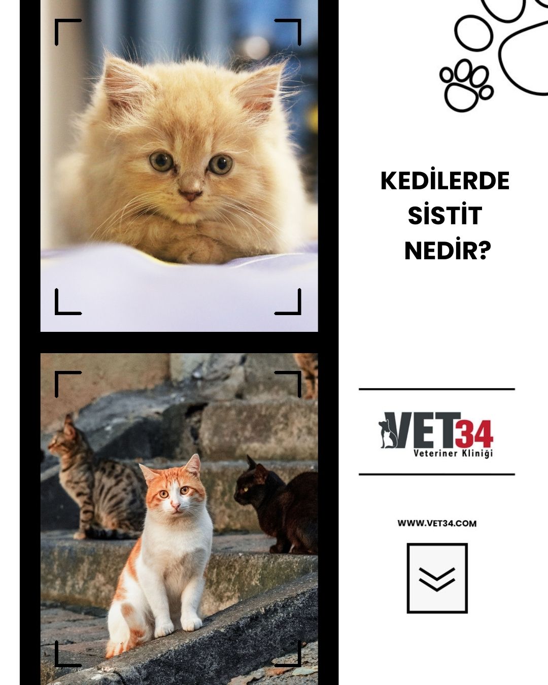 Kedilerde Sistit Nedir?