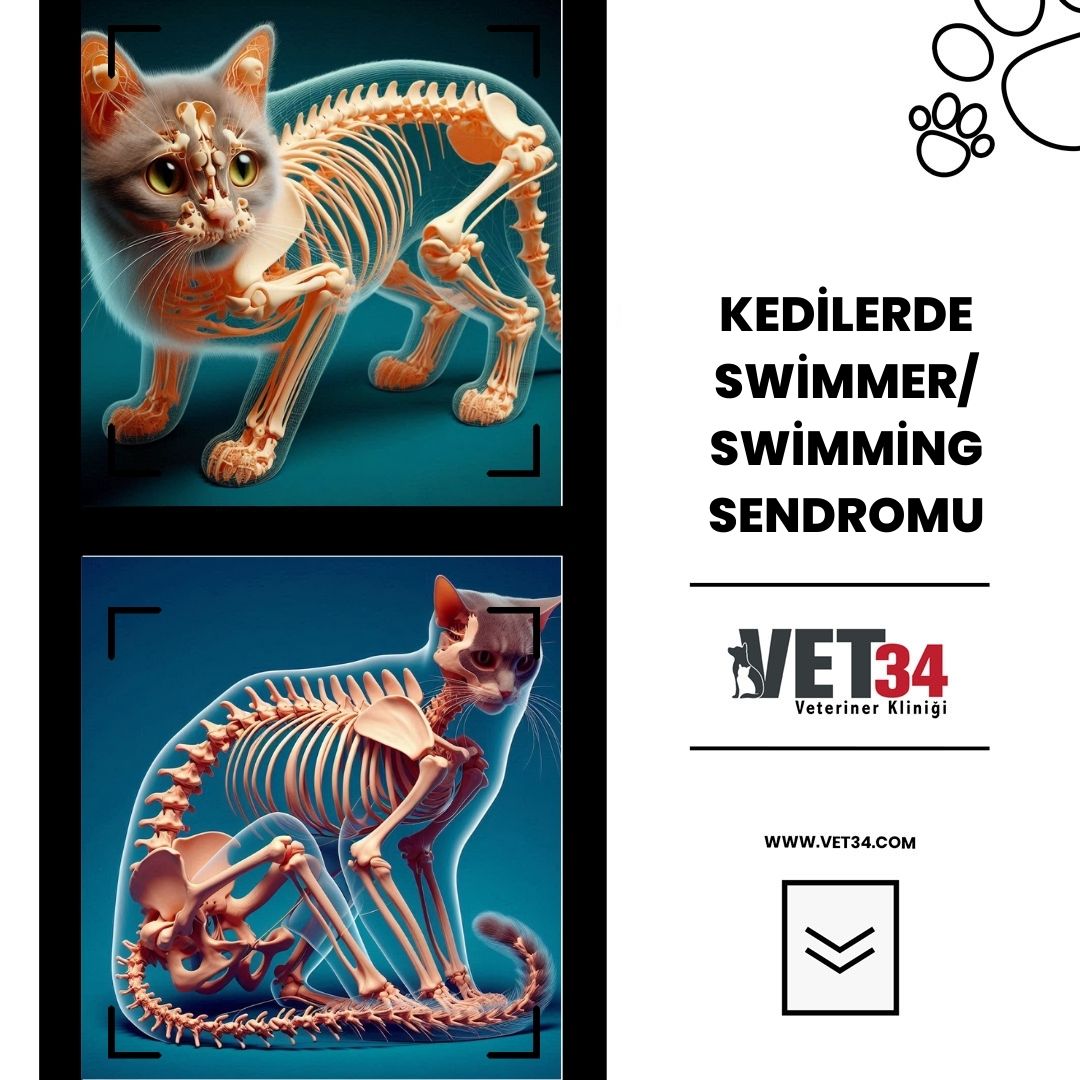 Kedilerde Swimmer/Swimming Sendromu