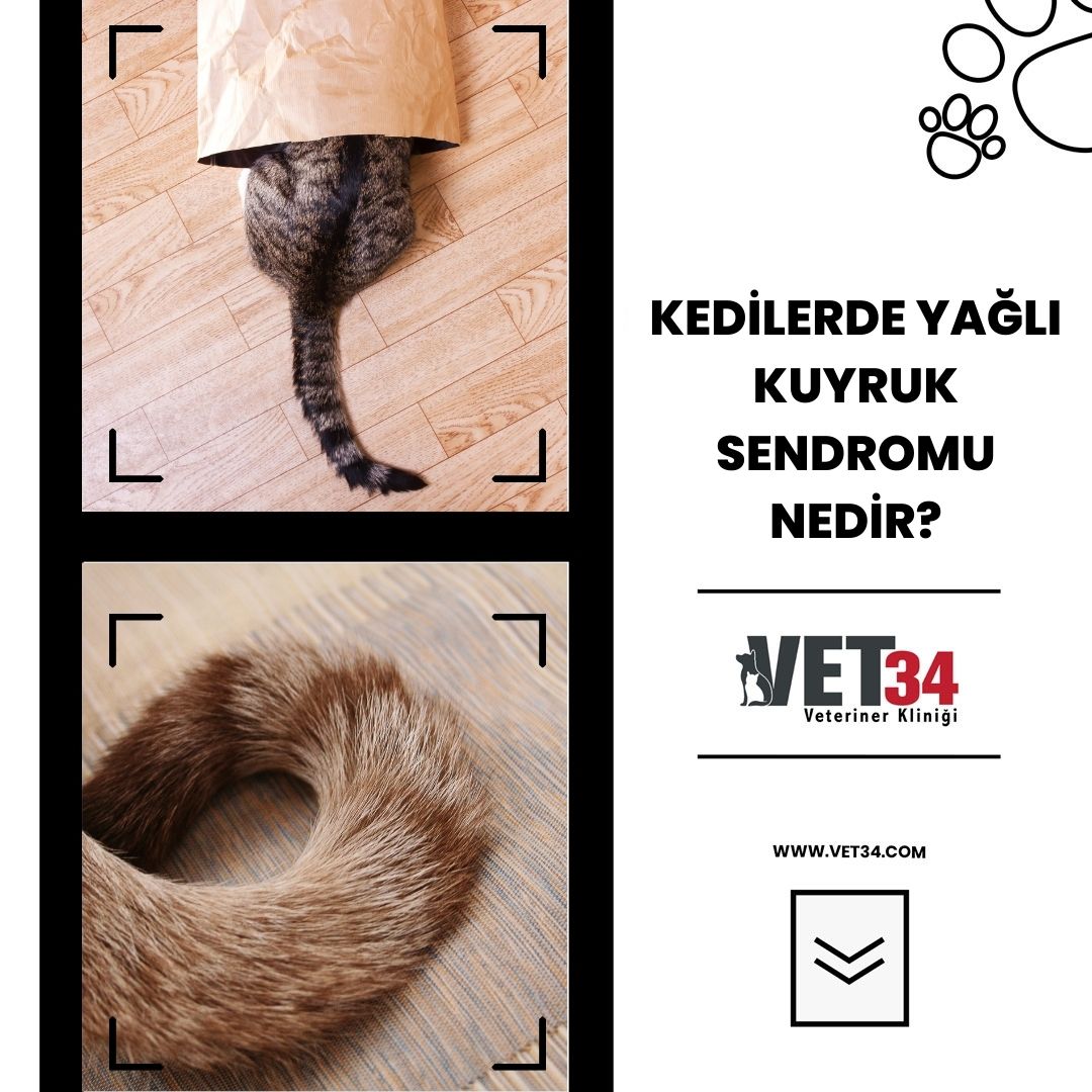  Kedilerde Yağlı Kuyruk Sendromu Nedir?