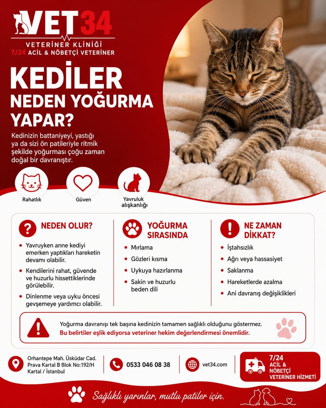 Kediler Neden Yoğurma Yapar? Kedilerde Yoğurma Davranışının Nedenleri