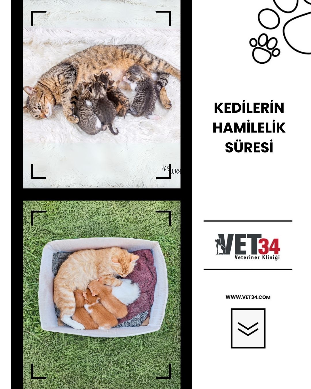 Kedilerin Hamilelik Süresi