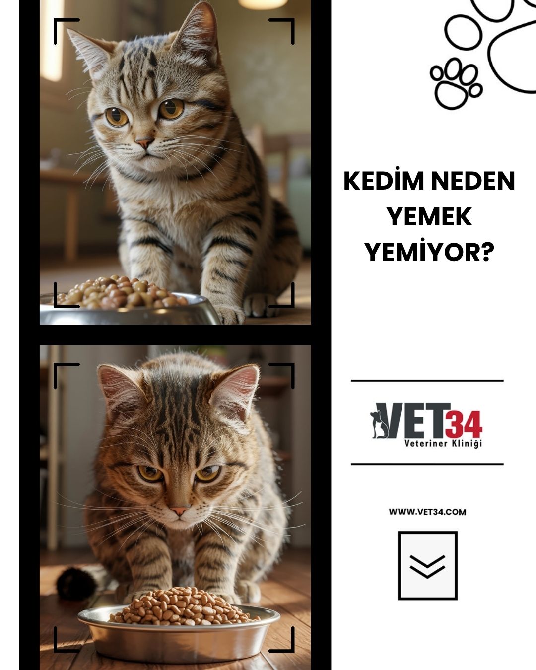 Kedim Neden Yemek Yemiyor?
