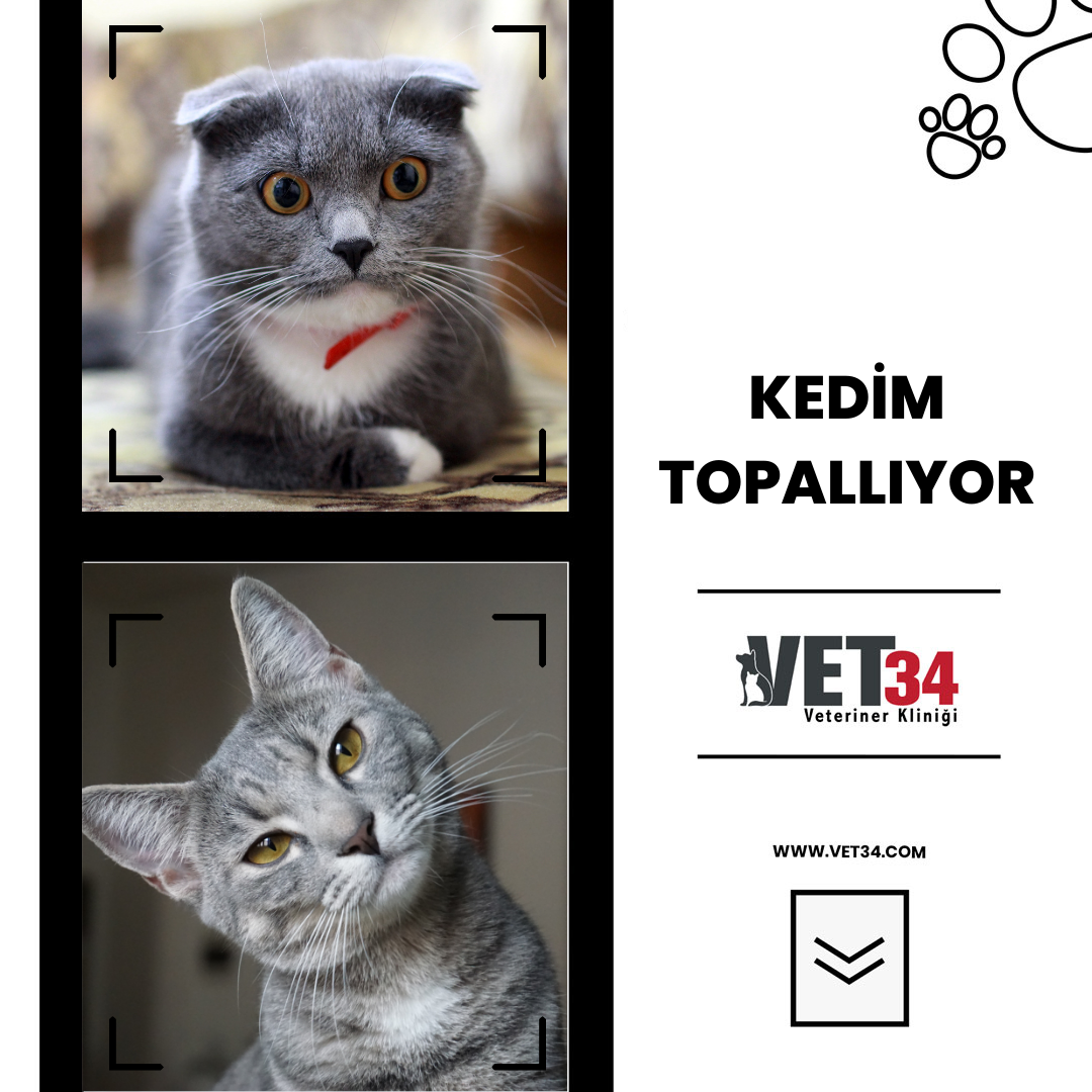 Kedim Topallıyor