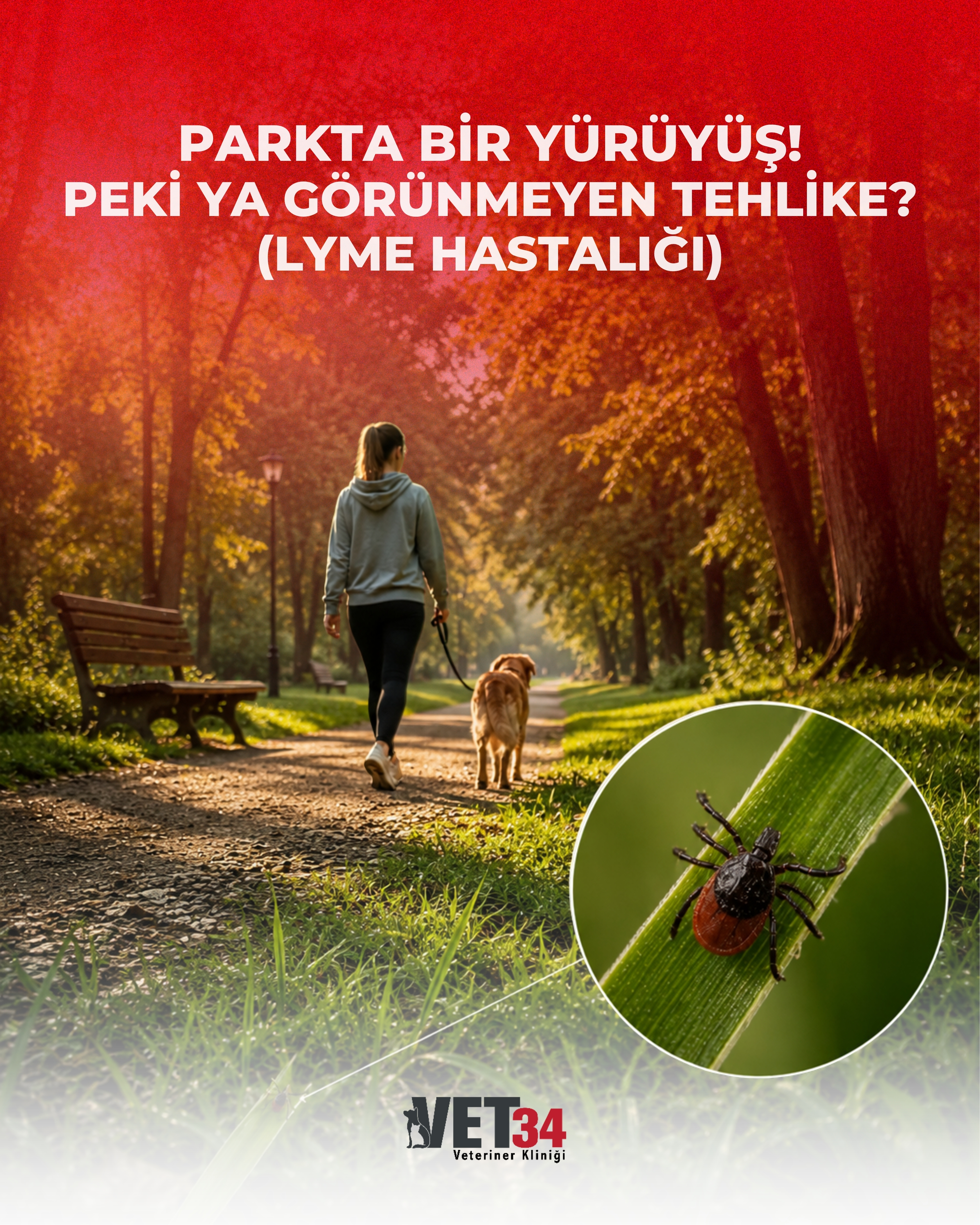 Köpeklerde Lyme Hastalığı (Borreliosis): Belirtileri, Bulaşma Yolları ve Tedavisi