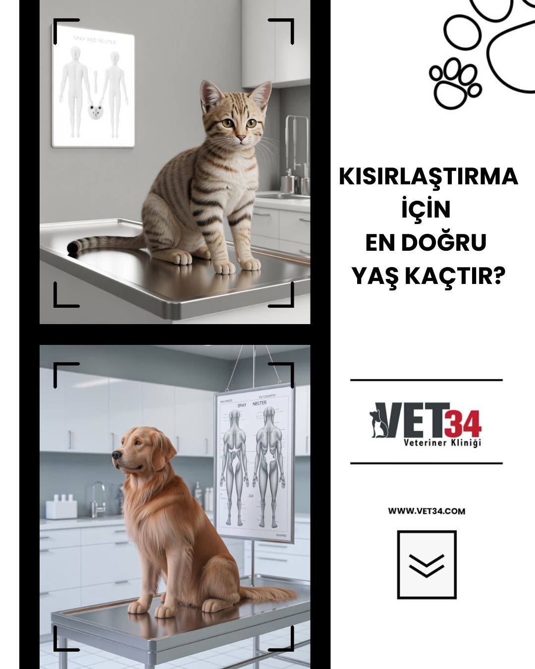 Kısırlaştırma İçin En Doğru Yaş Kaçtır?