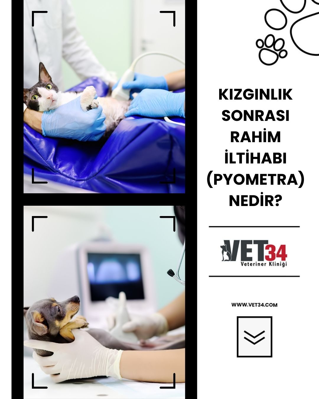 Kızgınlık Sonrası Rahim İltihabı (Pyometra) Nedir?