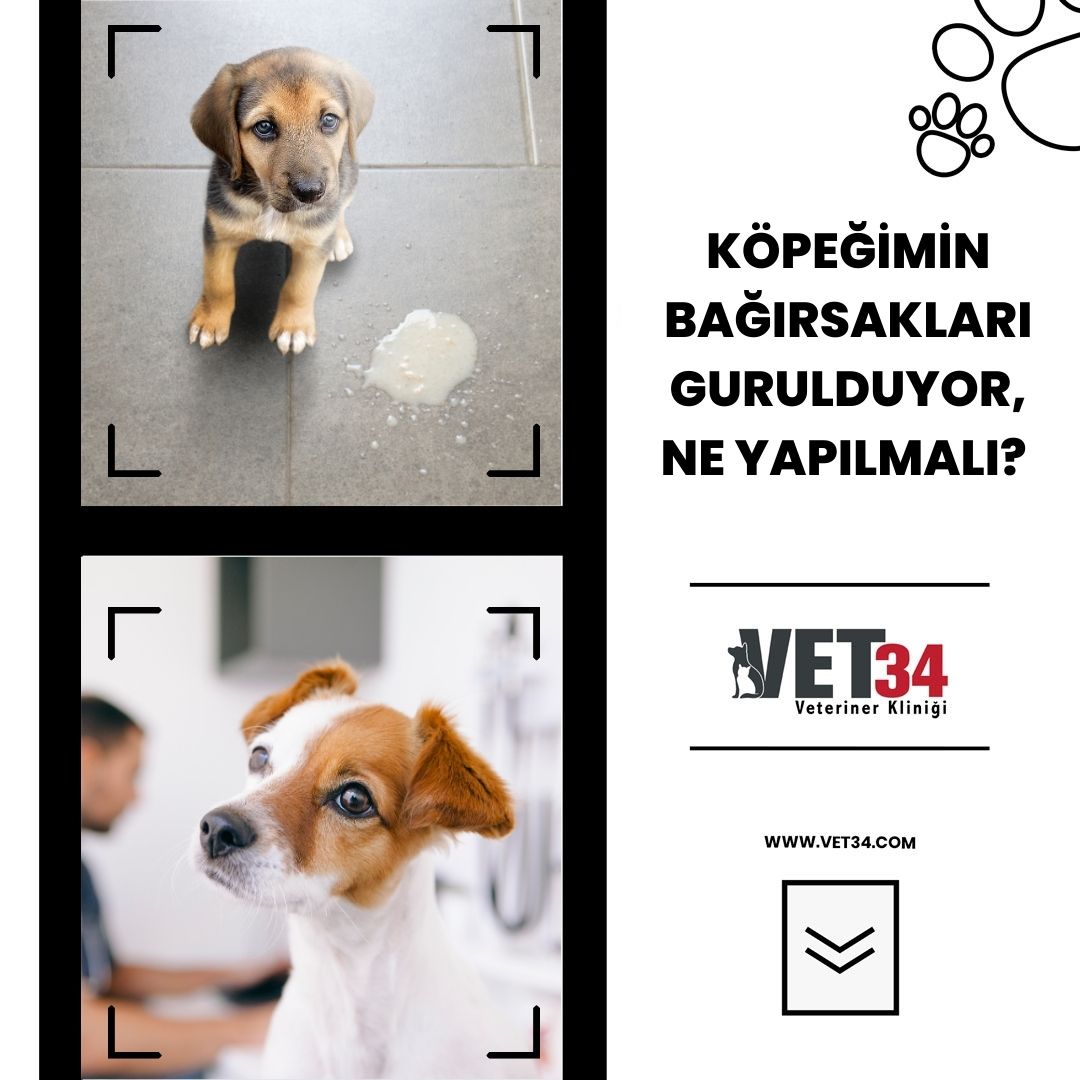 Köpeğimin Bağırsakları Gurulduyor, Ne Yapılmalı?