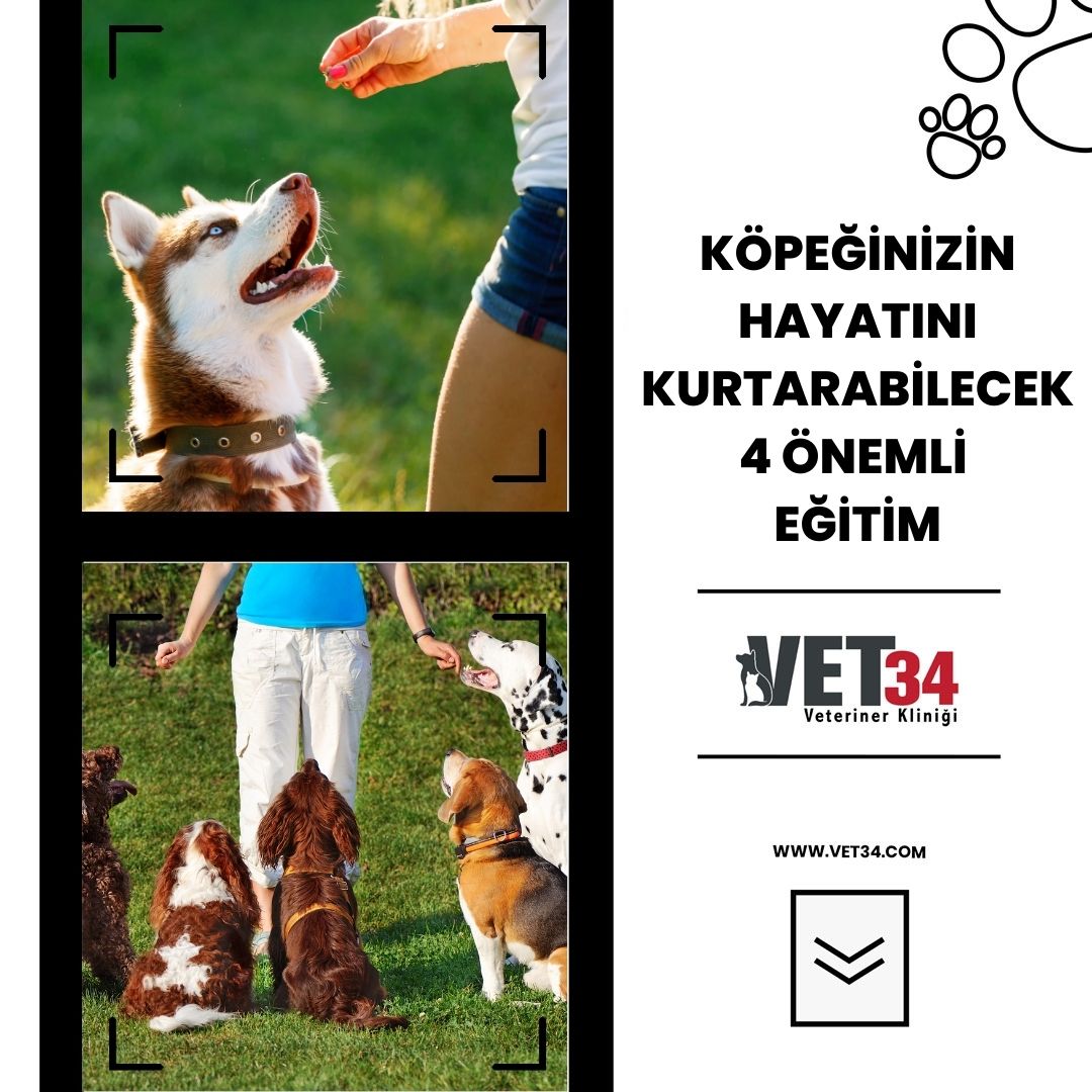 Köpeğinizin Hayatını Kurtarabilecek 4 Önemli Eğitim