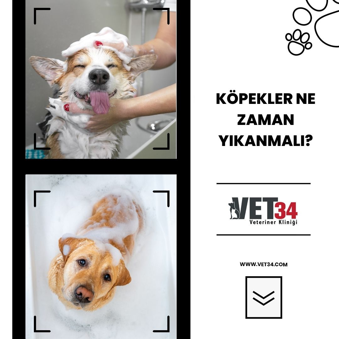 Köpekler Ne Zaman Yıkanmalı?