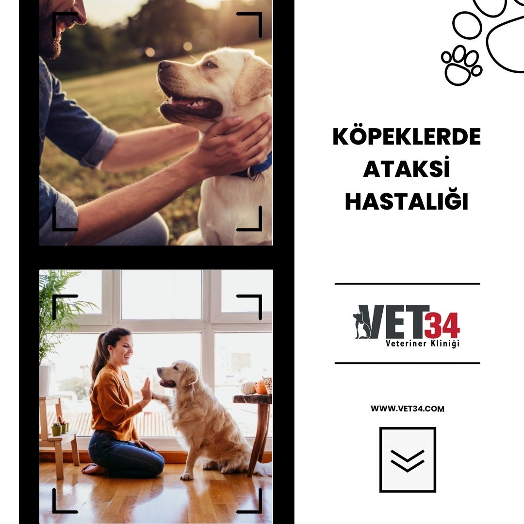 Köpeklerde Ataksi Hastalığı