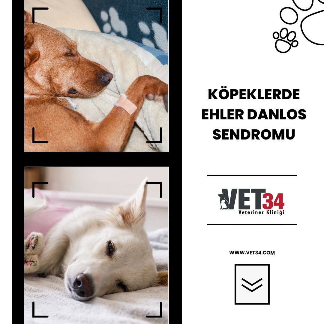 Köpeklerde Ehler Danlos Sendromu