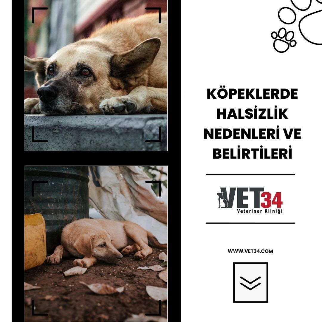 Köpeklerde Halsizlik Nedenleri ve Belirtileri