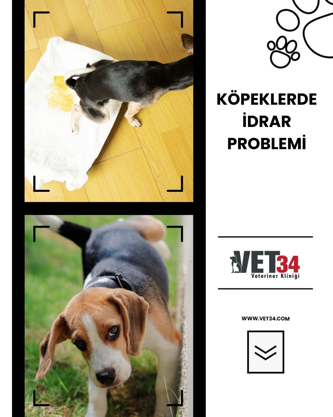 Köpeklerde İdrar Problemi