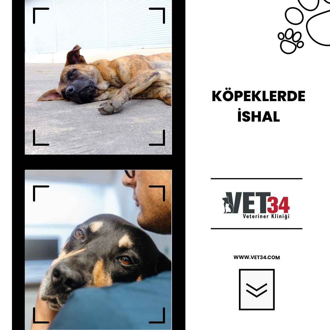 Köpeklerde İshal