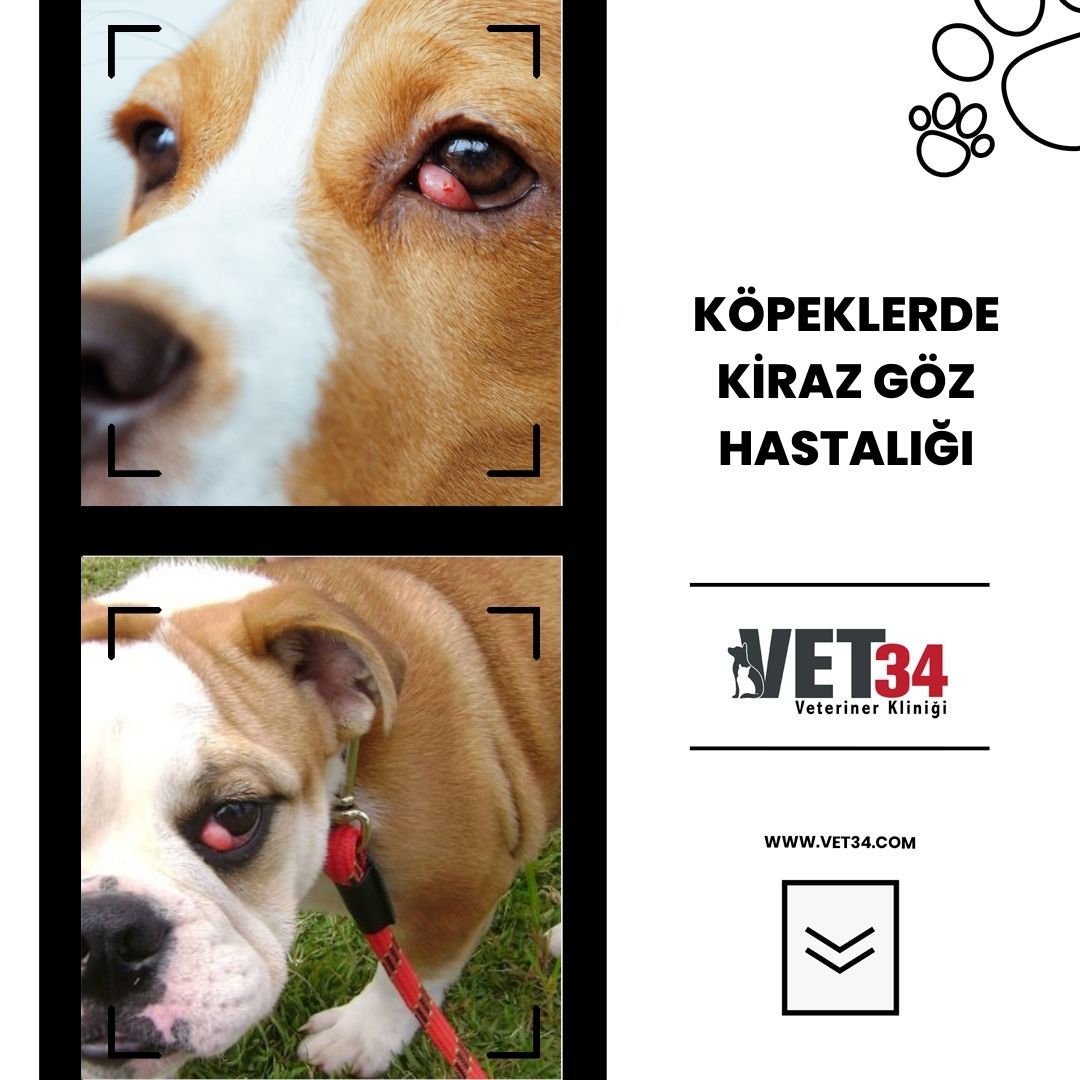 Köpeklerde Kiraz Göz Hastalığı 