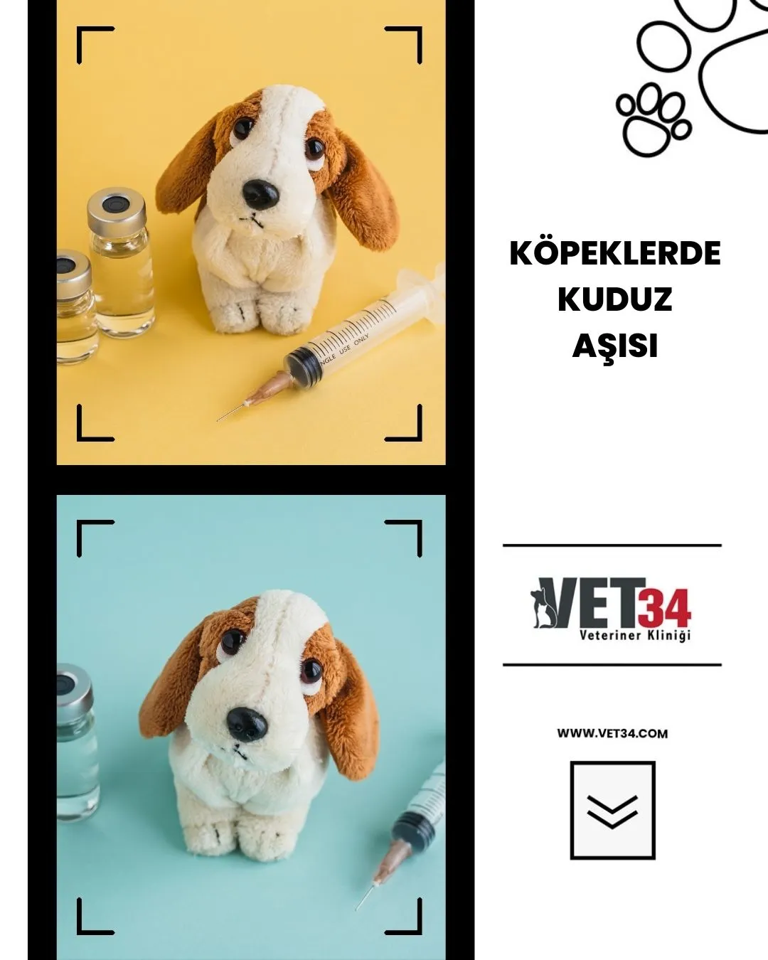 Köpeklerde Kuduz Aşısı