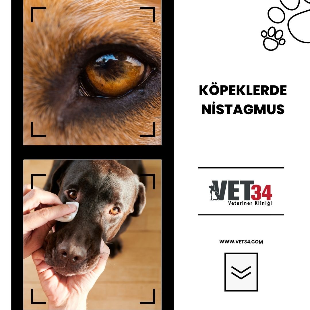Köpeklerde Nistagmus