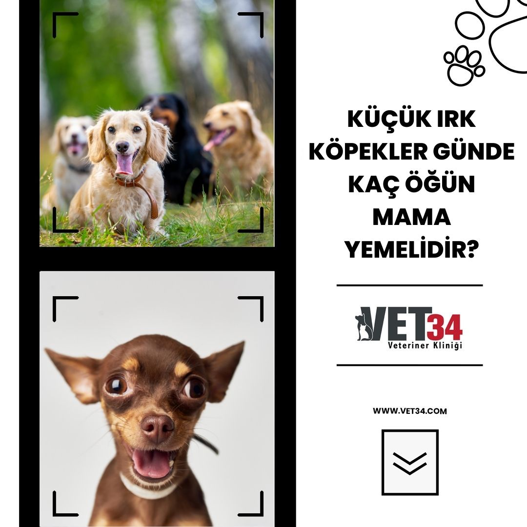 Küçük Irk Köpekler Günde Kaç Öğün Mama Yemelidir?