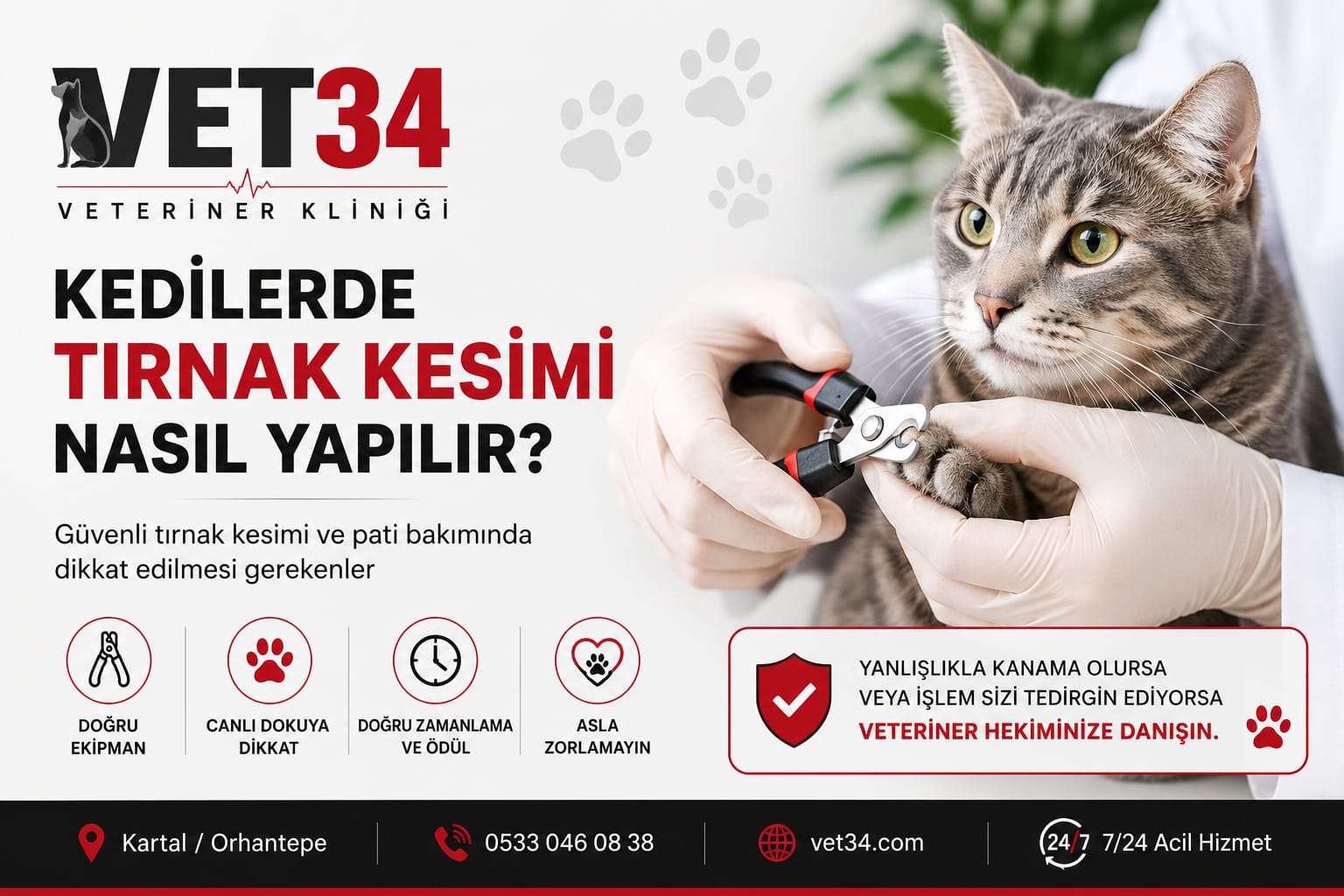 Kedilerde Tırnak Kesimi Nasıl Yapılır?