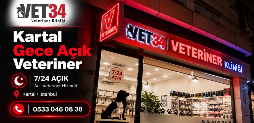 Kartal Gece Açık Veteriner: Gece Ziyareti Rehberi